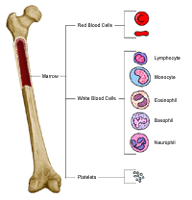 Anatomy of a bone, showing blood cells