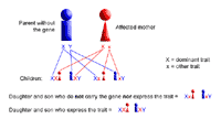 Genetic illustration demonstrating X-linked dominant inheritance