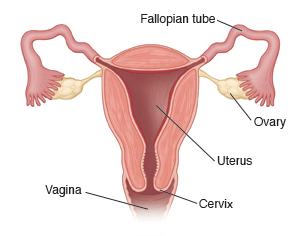 Cross-section of uterus, with Fallopian tubes, ovaries, cervix, and vagina.