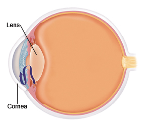 Location of lens and cornea in eye.