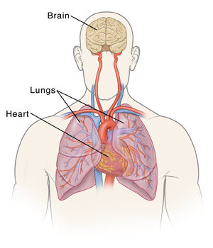 Front view of male outline showing heart, lungs, and brain.