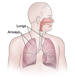 Front view of man showing lungs and airways..