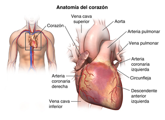 Anatomía del corazón y su ubicación en el cuerpo