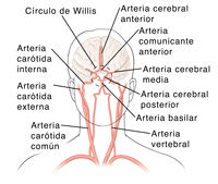 El aparato circulatorio del cerebro, que incluye a las arterias carótidas