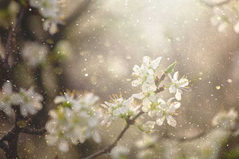 Plant pollen in the air.