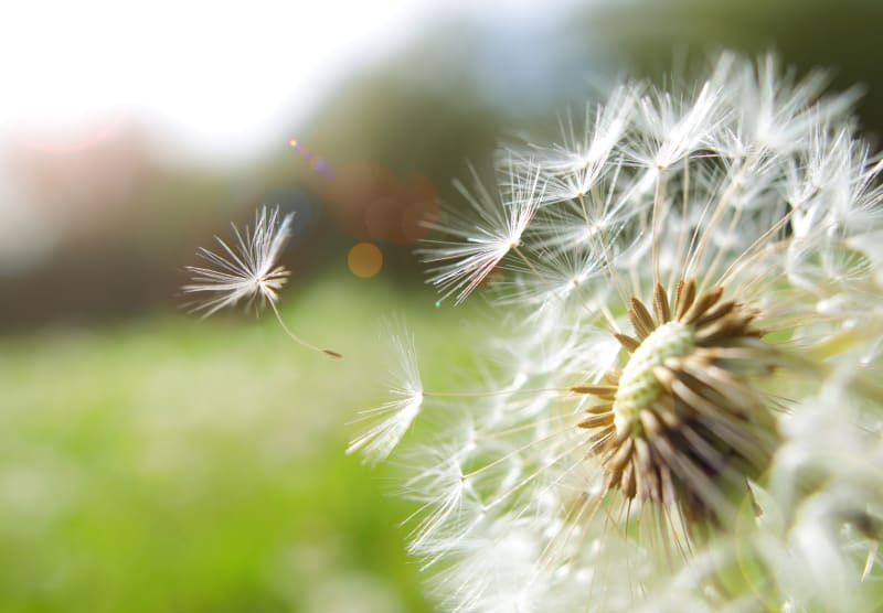 Dandelion puff floating away peacefully. 